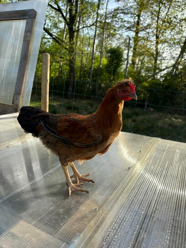 5 Jonge hanen te koop – 13 weken oud MOETEN WEG, Dieren en Toebehoren, Pluimvee, Mannelijk, Kip