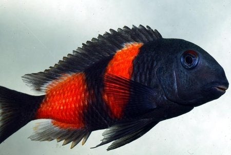 Tropheus moori bulu piont wildvang groep, Animaux & Accessoires, Poisson, Poisson d'eau douce, Banc de poissons