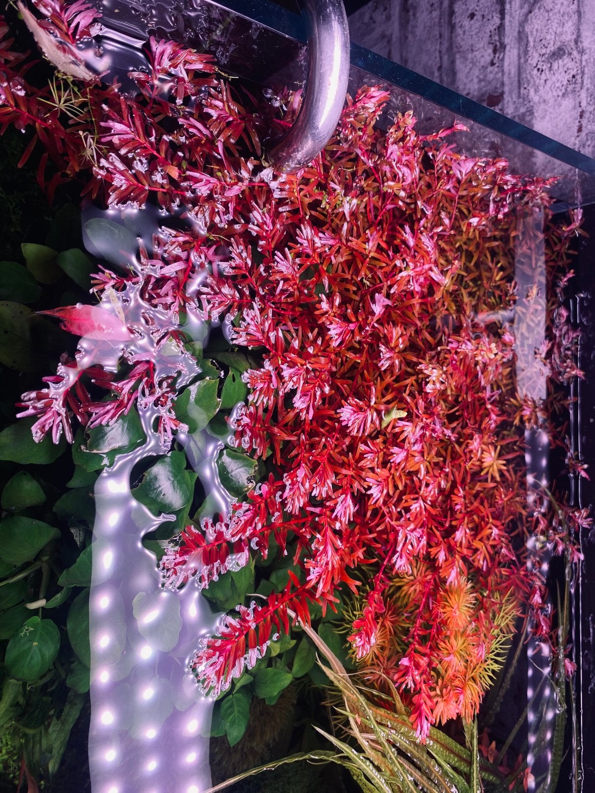 Plante aquarium, Ophalen