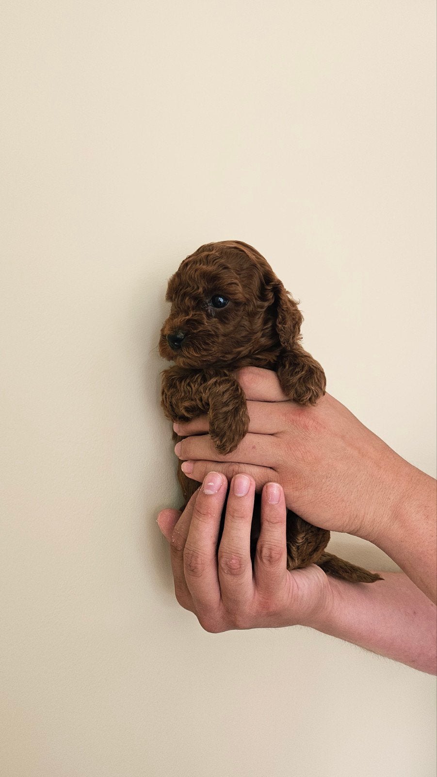 Poedel pups, België, Fokker | Hobbymatig, Overige rassen, 1 tot 2 jaar