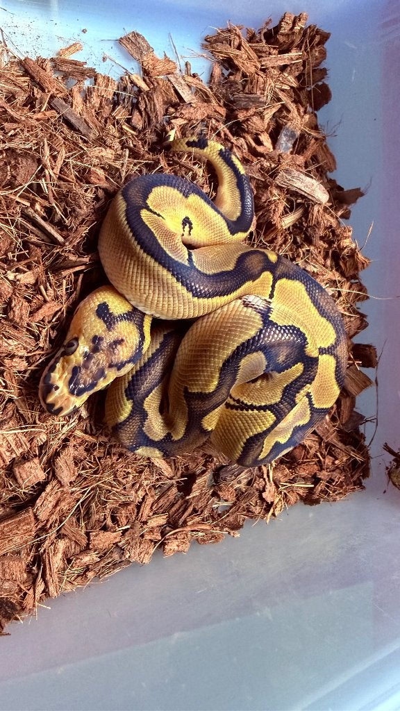 Verschillende ball pythons te koop Ball Python photo 9