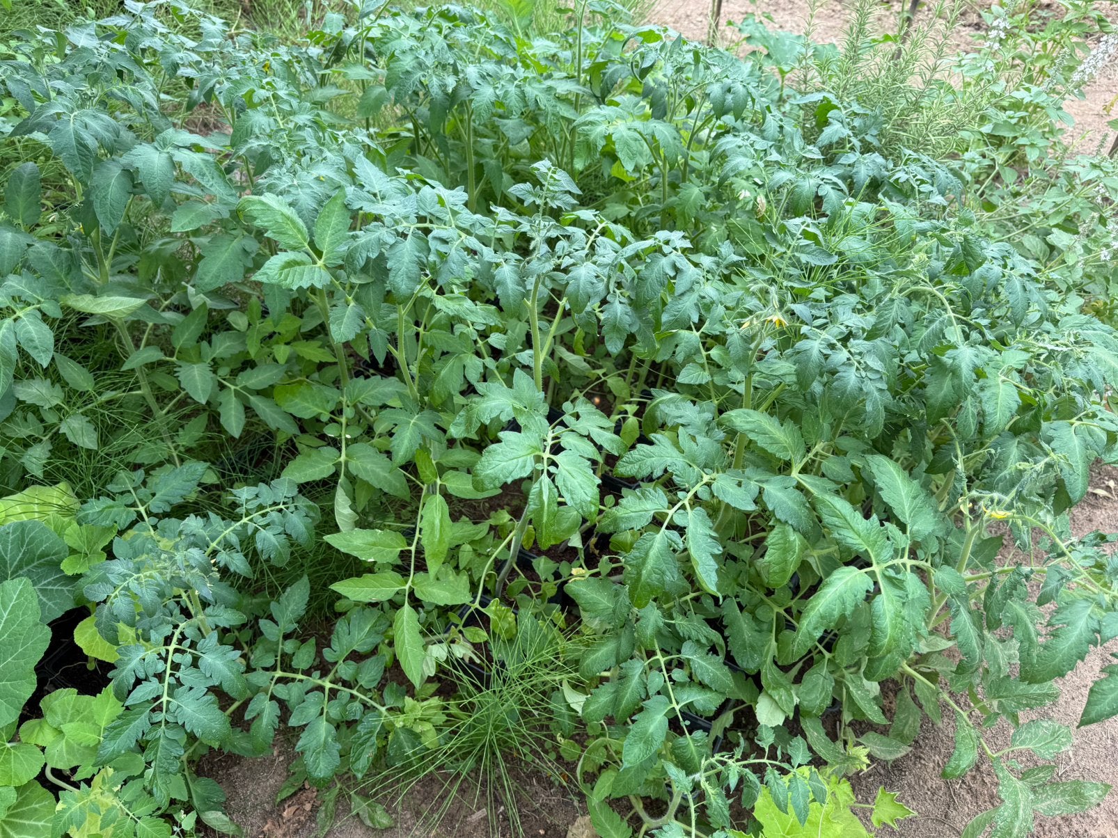 Plants tomate et butternut, Jardin & Terrasse, Plantes | Jardin, Enlèvement