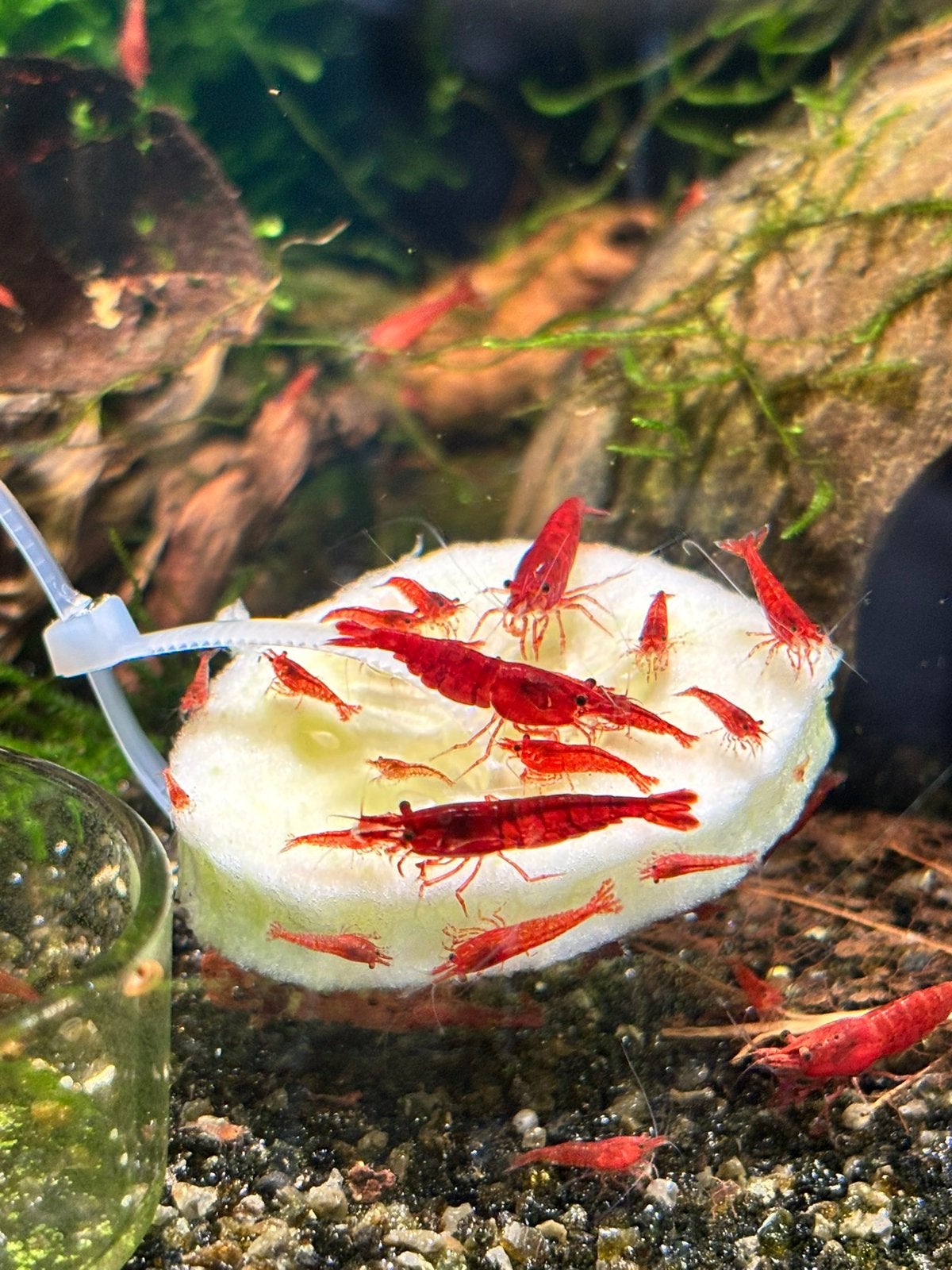 Neocaridina davidi Bloody Mary – 10 + 1 gratis, Animaux & Accessoires, Homard, Crabe ou Crevette, Poisson d'eau douce, Banc de poissons