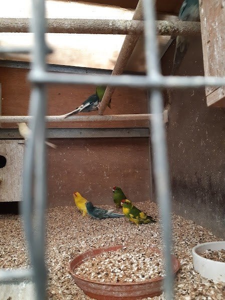 kakariki, Perruche, Bagué
