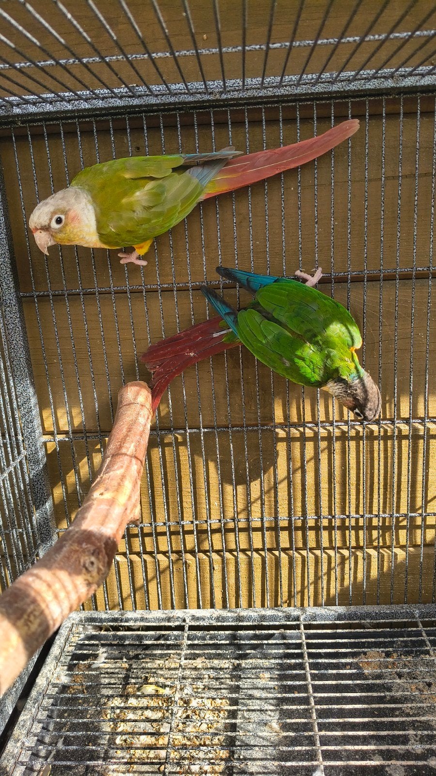 Pyrrhura