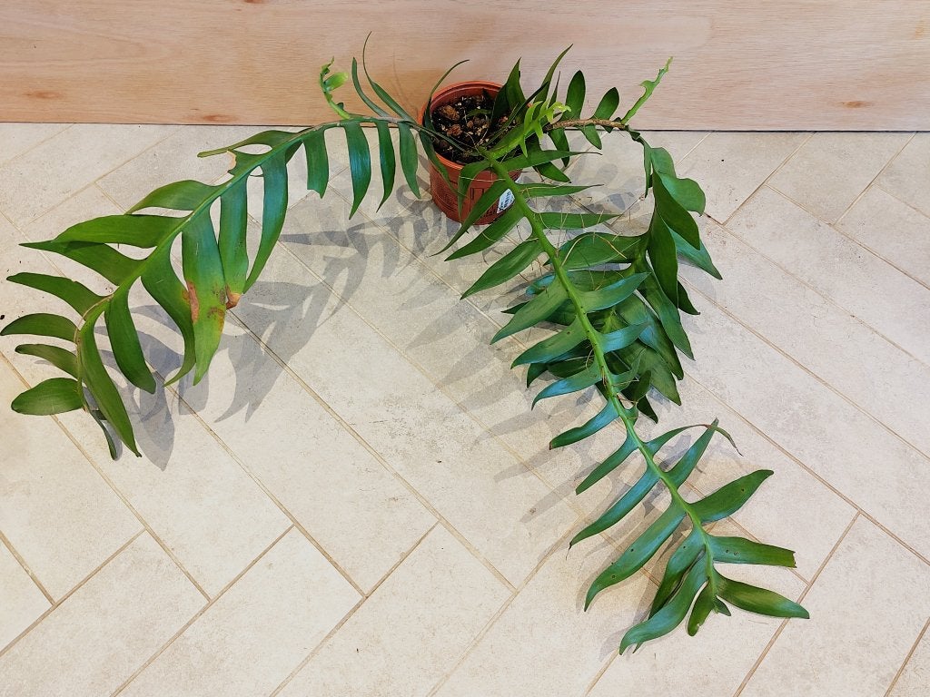 Epiphyllum Chrysocardium, Ophalen, Volle zon