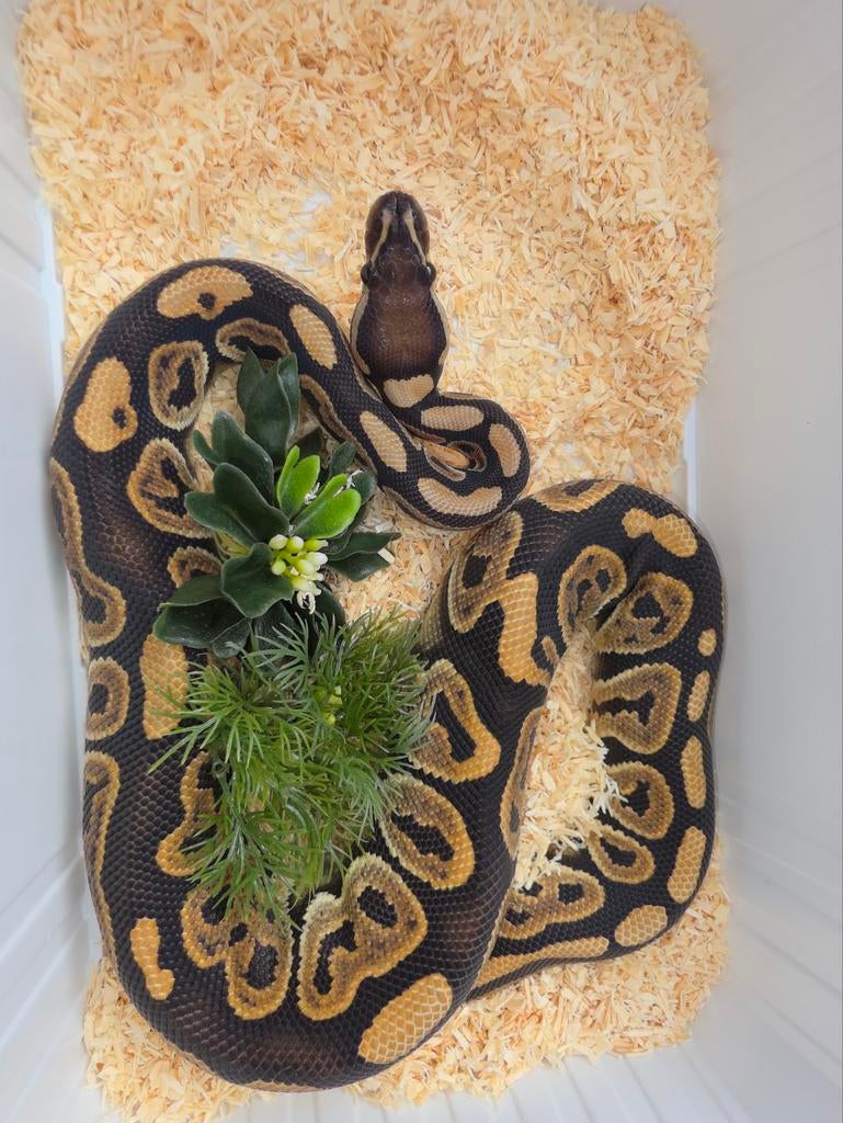 Bébé python noir pastel double la femelle DG/hypo, Serpent, Domestique, 0 à 2 ans