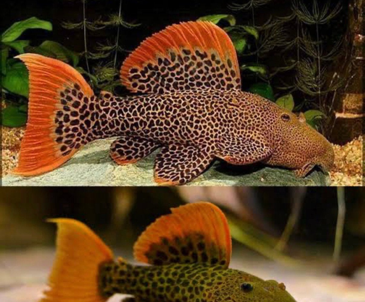 Pseudocanthicus l600