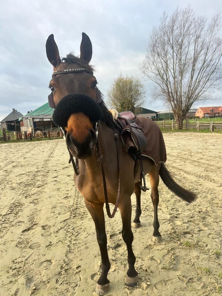 6 jarige ruin te koop, Dieren en Toebehoren, Paarden, Ruin, L, 160 tot 165 cm, 3 tot 6 jaar, Springpaard, Met stamboom