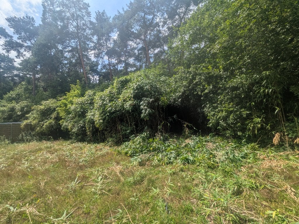 Gratis bamboe / bamboo grote hoeveelheid, Ophalen, Vaste plant, Bodembedekkers