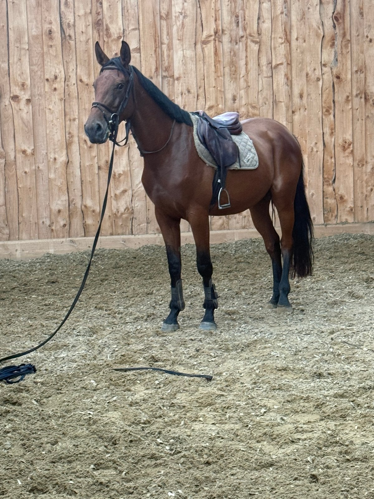 Springpaard ruin Douglas x Skippy 2, Dieren en Toebehoren, Springpaard, Met stamboom, Ruin, Zadelmak