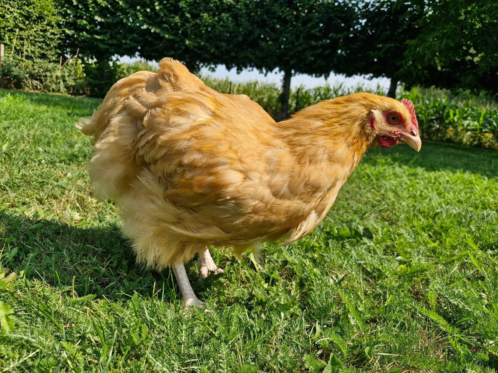 mooie Orpington Buff haan (geboren 1 mei), Animaux & Accessoires, Volatiles, Poule ou poulet, Mâle