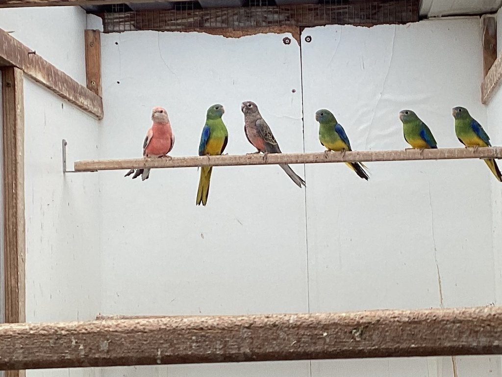 Turquoisines , bourkes, Perruche, Bagué