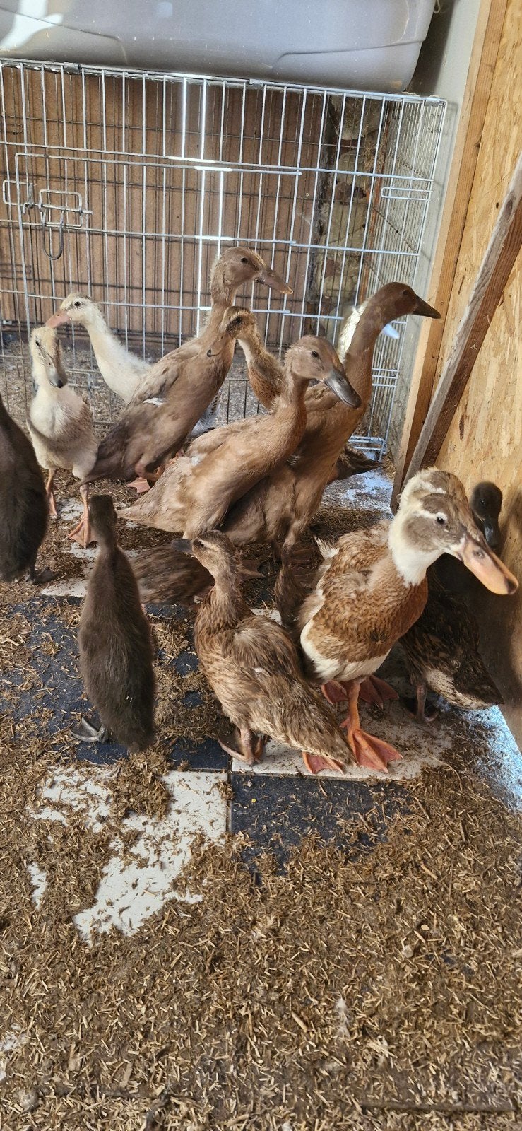 Loopeendjes, Dieren en Toebehoren, Pluimvee