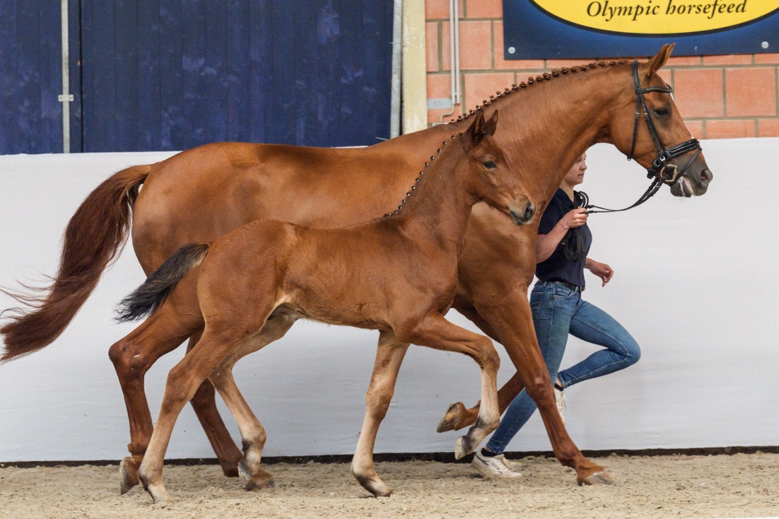 Franklin x Fürsten-Look hengstveulen, Dieren en Toebehoren, Paarden, Met stamboom, Niet van toepassing, Dressuurpaard, 0 tot 2 jaar
