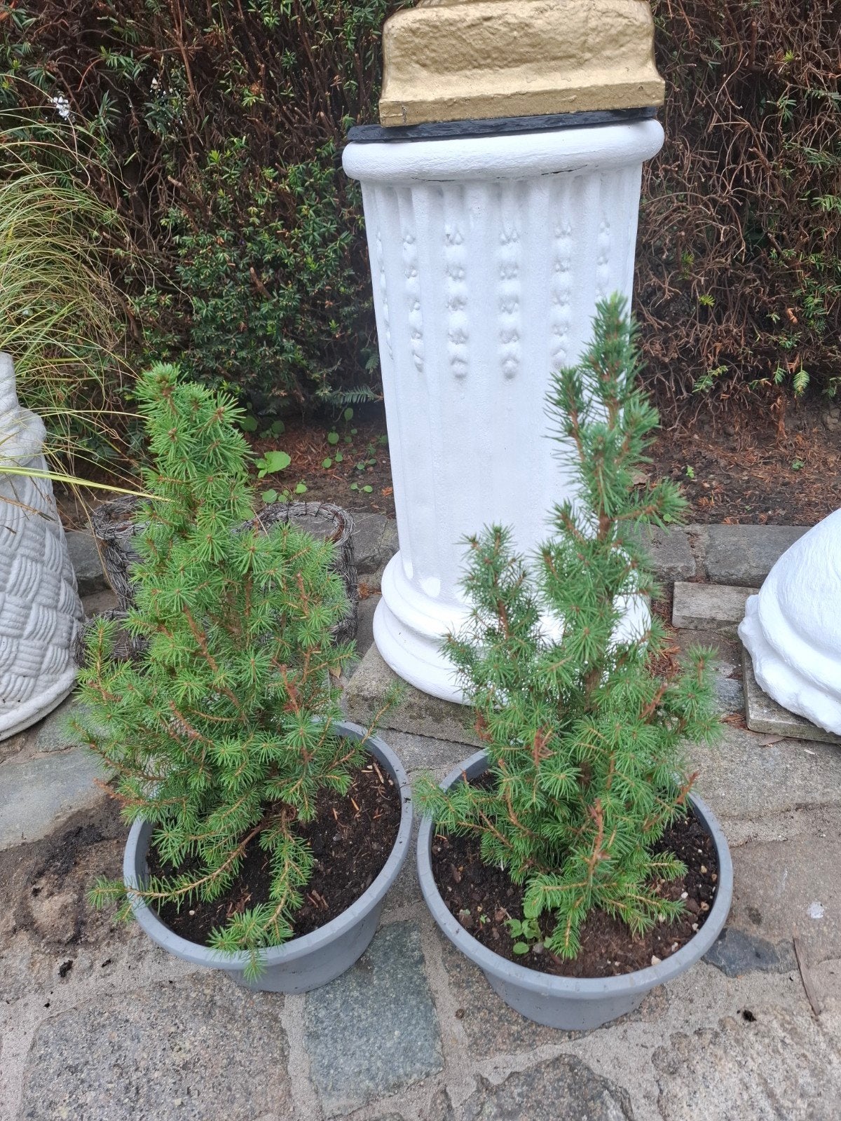 spar picea 3 euro, Tuin en Terras, Ophalen