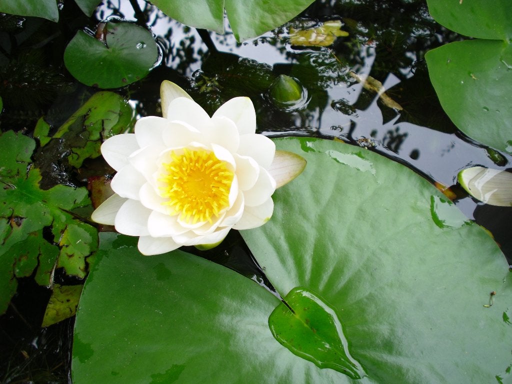 Plants de nénuphars. 5 € / pièce., Enlèvement