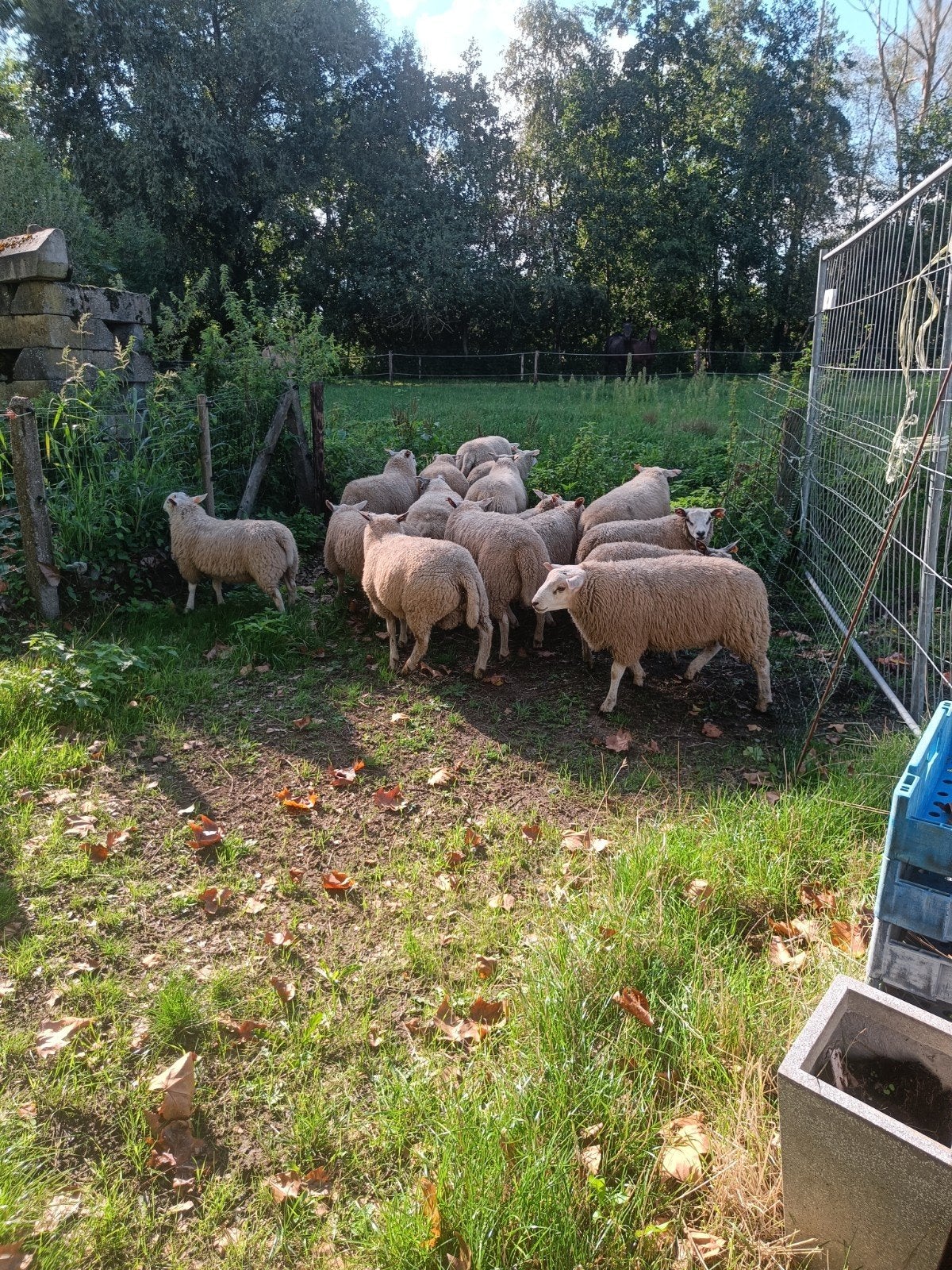 Franse Texel rammen,jan.feb.te koop 200 a 250 euro, Animaux & Accessoires, Moutons, Chèvres & Cochons