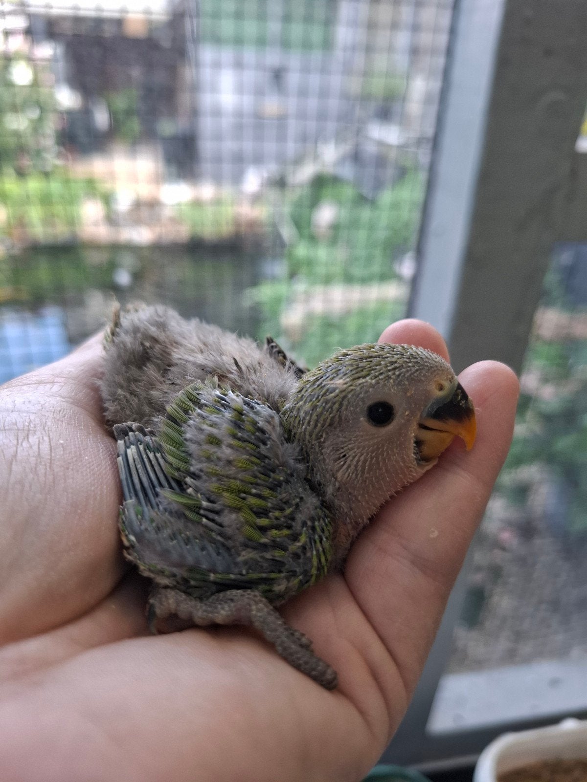 agapornis roseicollie baby tam GROEN, Domestique
