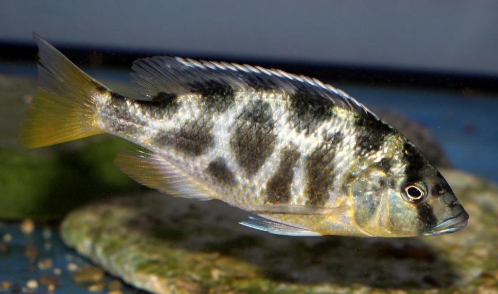 Venustus vrouw / gratis, Dieren en Toebehoren, Vissen | Aquariumvissen, Vis, Zoetwatervis