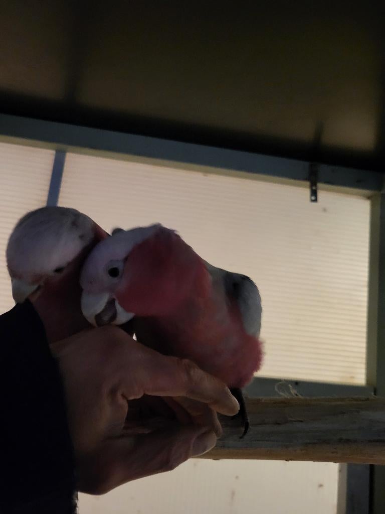 Jong onverwant handtam koppel rose kaketoes 2025, Dieren en Toebehoren, Meerdere dieren, Papegaai, Geringd