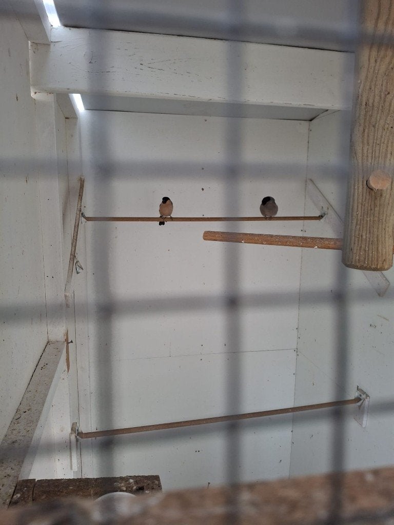 goudvinken en mutaties, Meerdere dieren