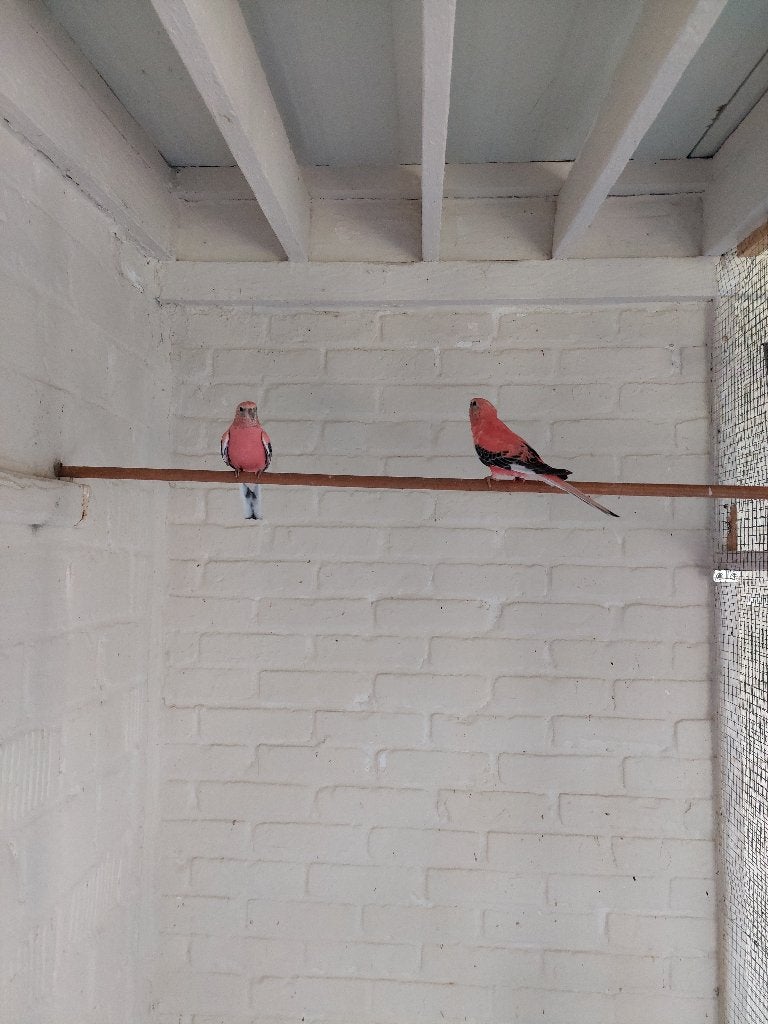 Oiseaux E.Kw.2026, Animaux & Accessoires, Plusieurs animaux, Perruche, Bagué