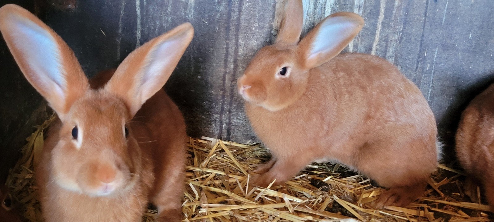 vaal van Bourgondie 2 raszuivere rammelaars, Dieren en Toebehoren, Konijnen, Mannelijk