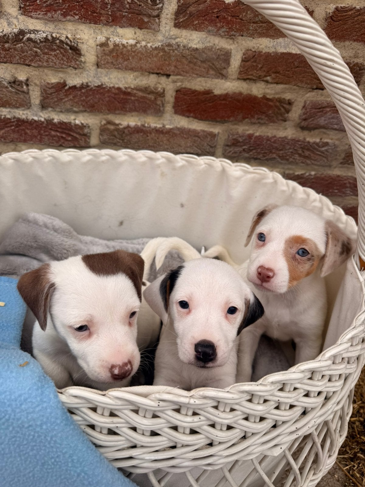 Jack russell pups, Maladie de Carré (chiens), Plusieurs, Jack Russel Terrier, Belgique