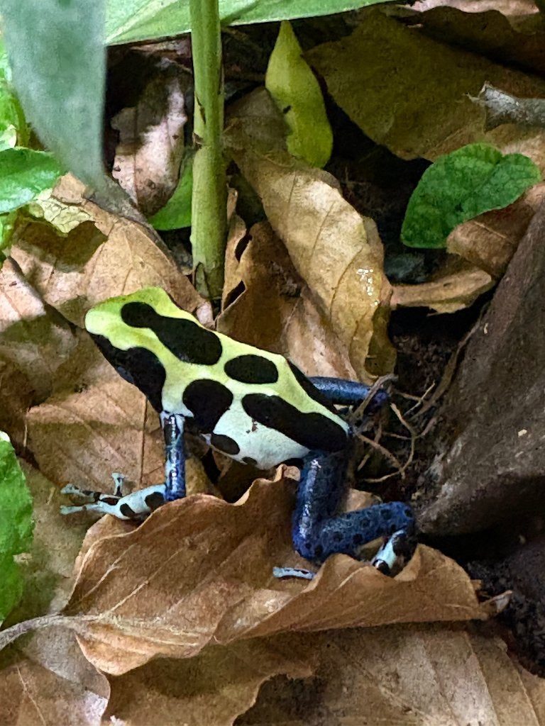 Gifkikkers, Animaux & Accessoires, Reptiles & Amphibiens, Amphibien, 3 à 6 ans