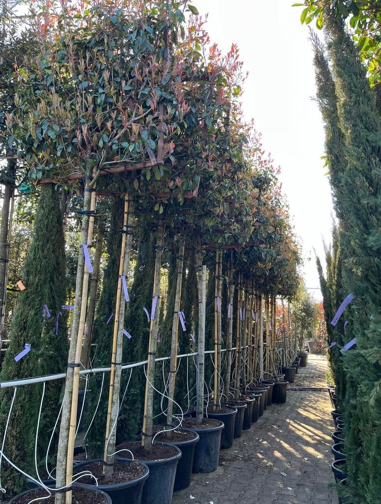 Photinia fraseri red robin | leibomen, Tuin en Terras, Ophalen of Verzenden, Winter