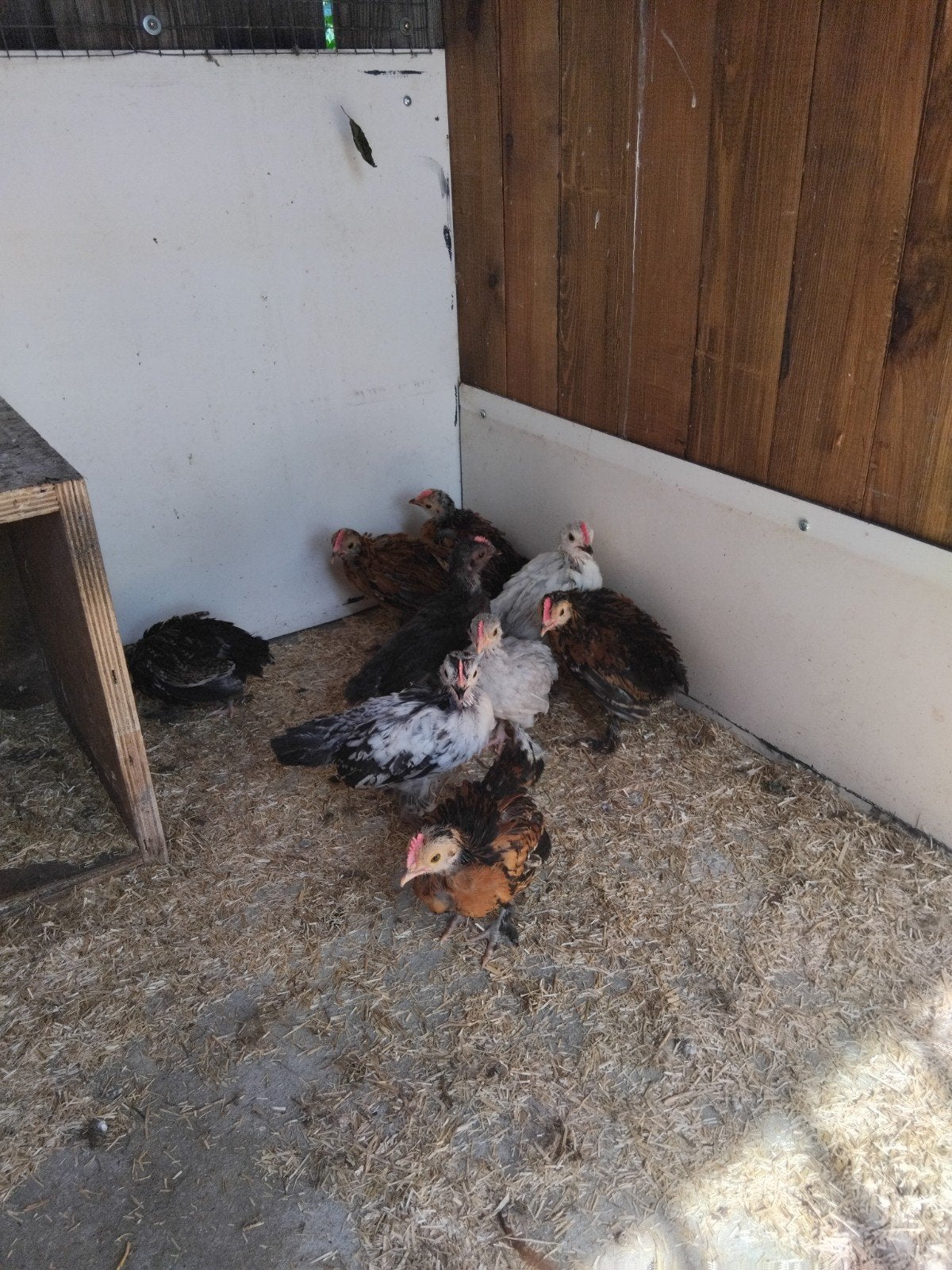 Ukkelse baardkriel haantjes, Dieren en Toebehoren, Pluimvee