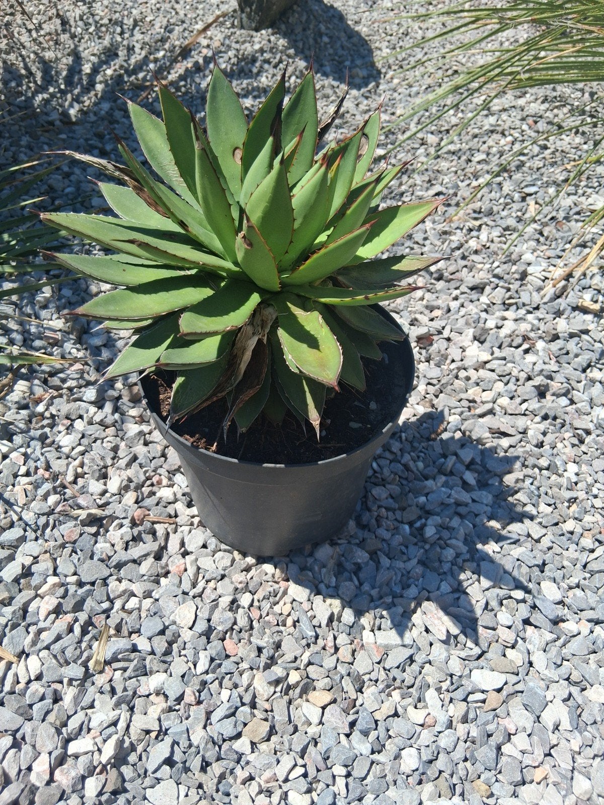 Plant, Ophalen