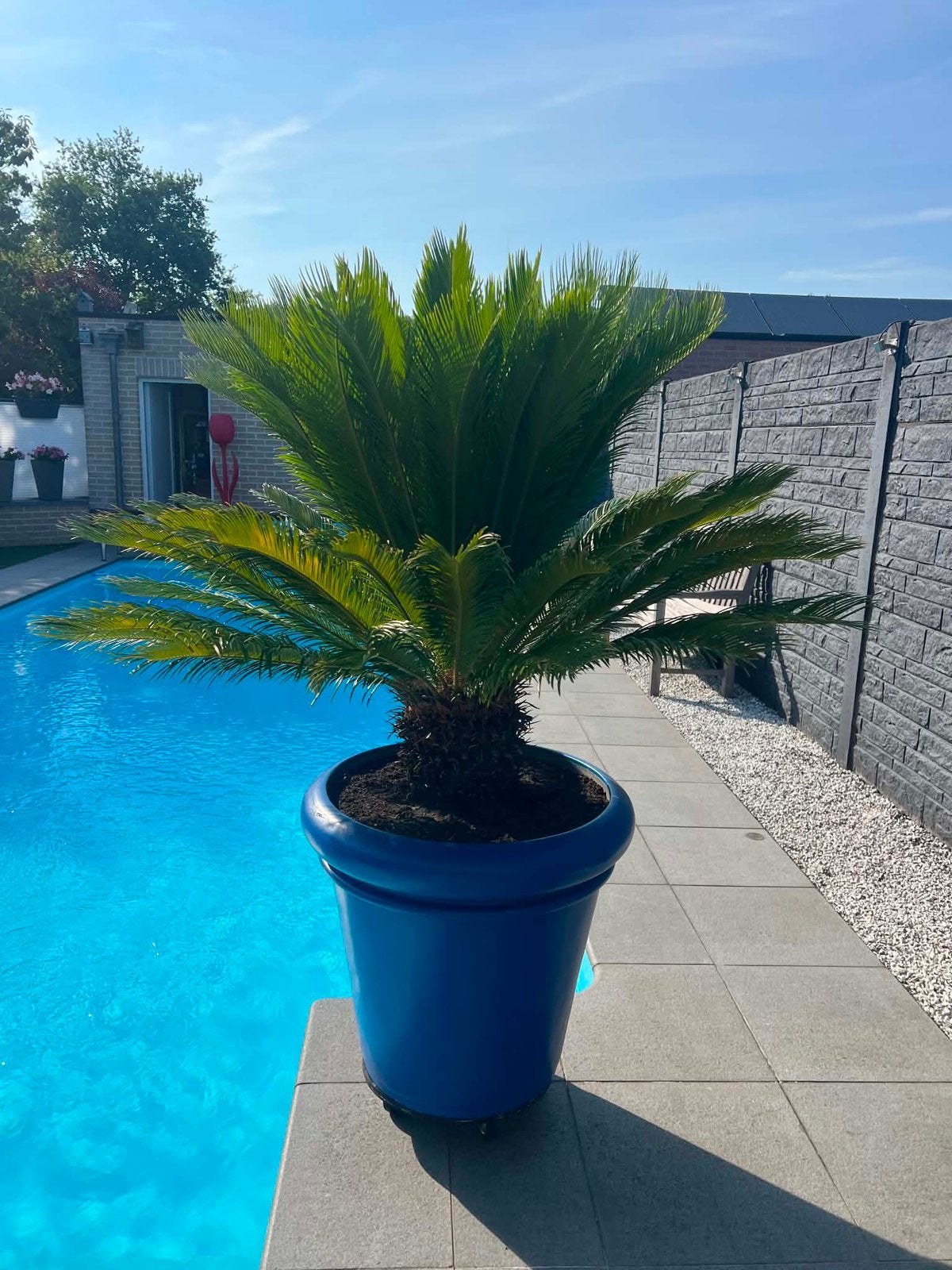 Mooie grote palm in pot, Ophalen