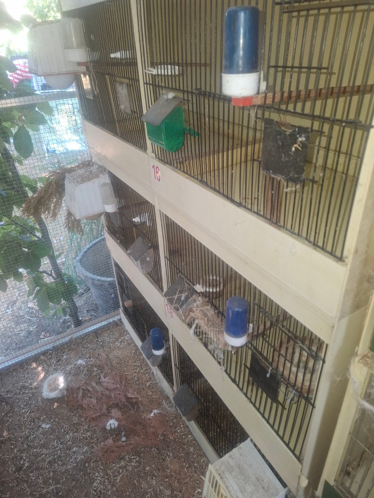 kweekkooien voor vogels, Dieren en Toebehoren, Ophalen
