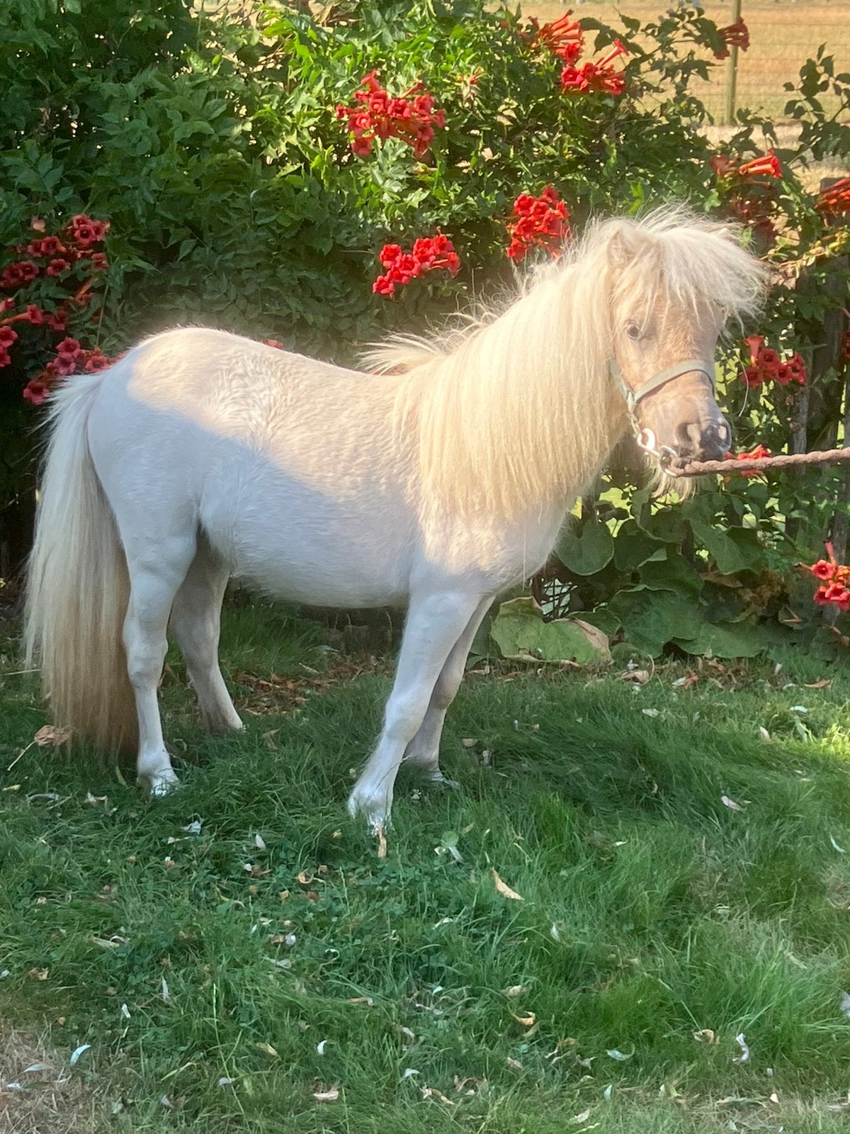 Jaarling stamboek schetland merrietje te koop, Jument