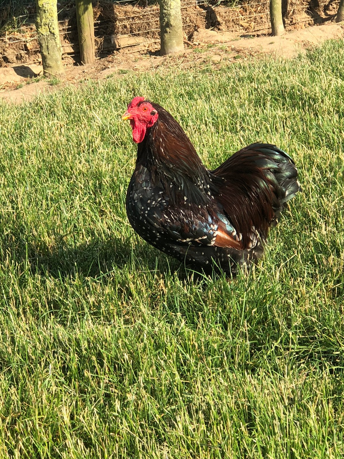 Wyandotte Roodporselein kriel haan volwassen., Mannelijk, Kip