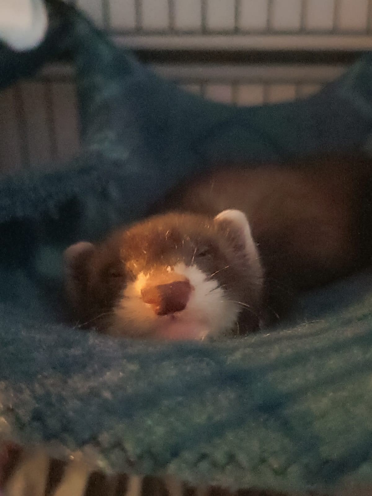 fret+ toebehoren, Fret, Mannelijk, Mei, Tam