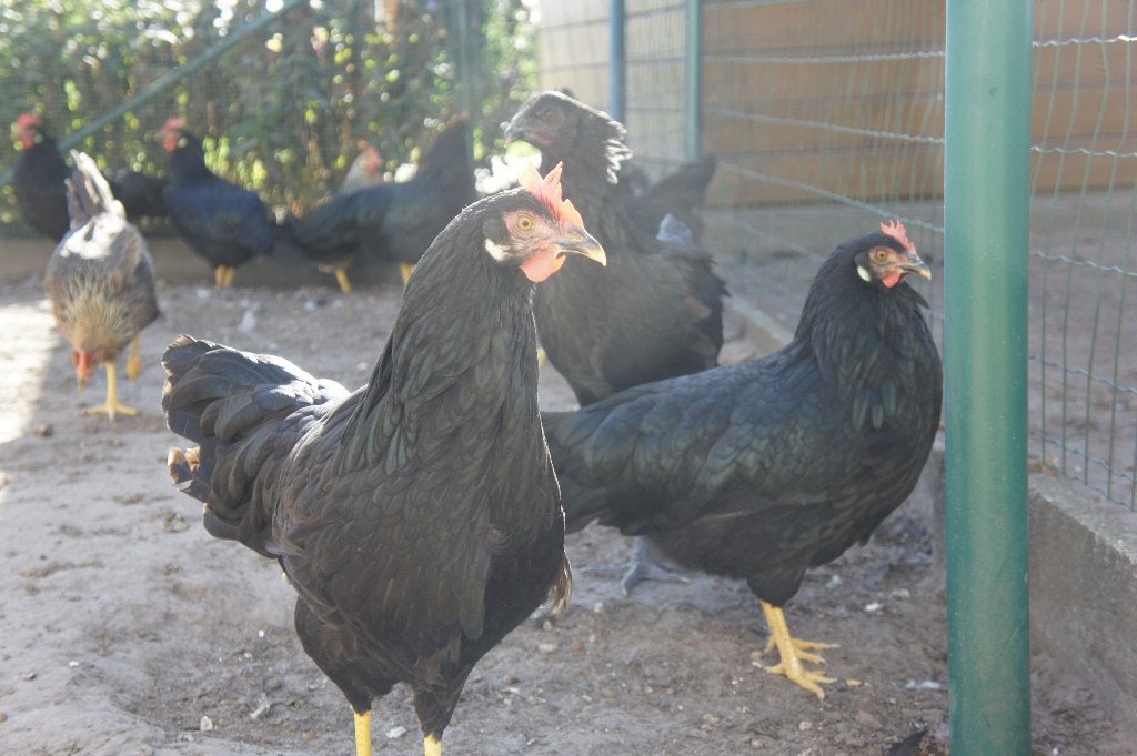 Jonge Leghorn kippen hennen, Dieren en Toebehoren, Vrouwelijk, Kip