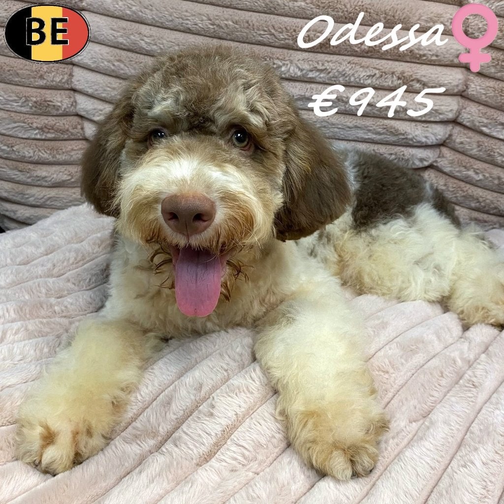 Odessa & Odette - femelles Lagotto Romagnolo, 15 semaines à 1 an, Commerçant, Maladie de Carré (chiens), Belgique