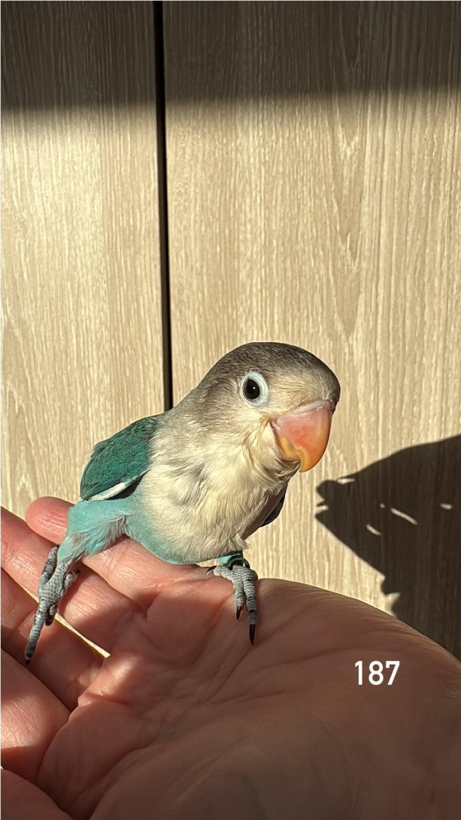 Inséparable bleue, Animaux & Accessoires, Oiseaux | Perruches & Perroquets