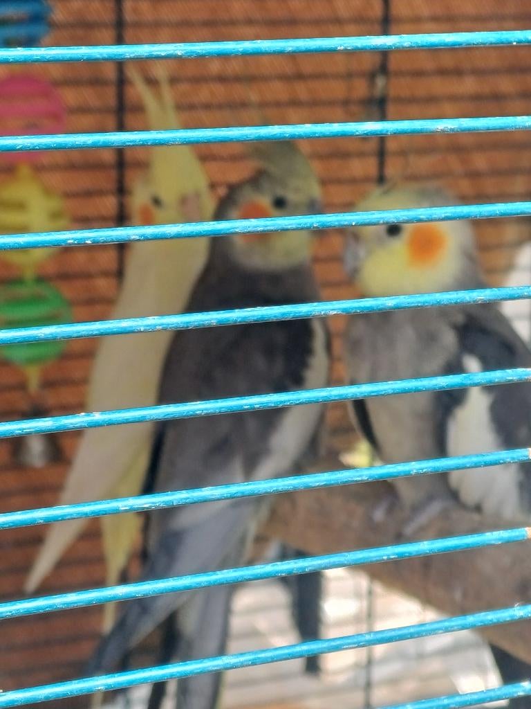 Verschillende mooie vogels, Meerdere dieren, Parkiet, Tam