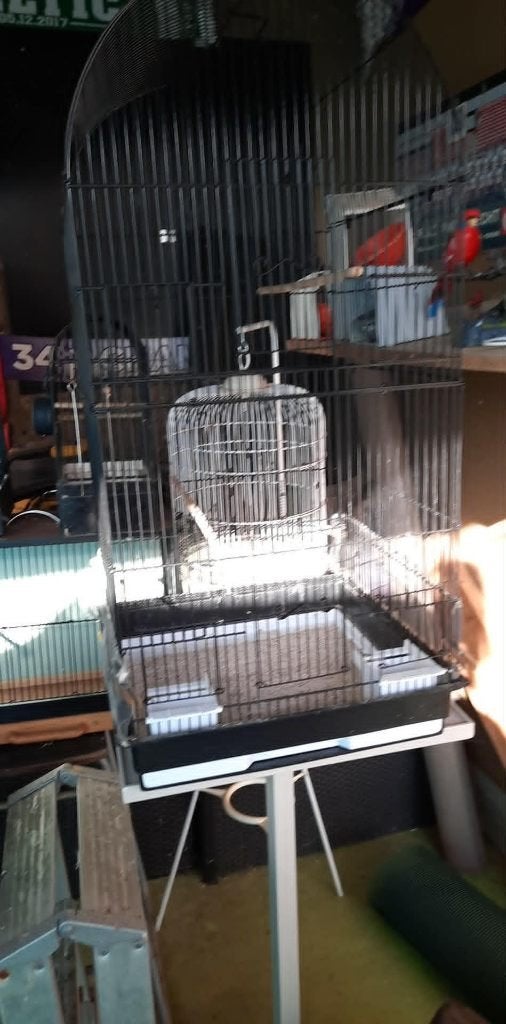vogels, Dieren en Toebehoren, Vogels | Parkieten en Papegaaien