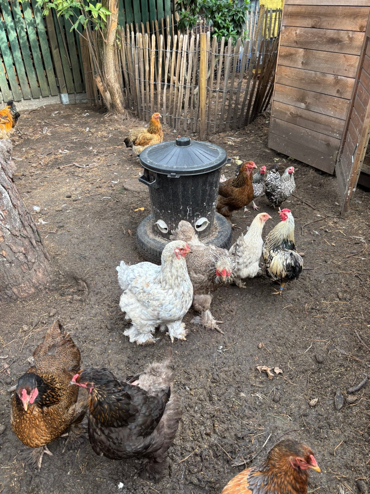 brahma kippen groothoenders