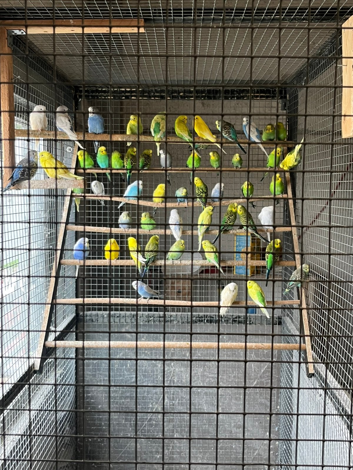 Grasparkieten