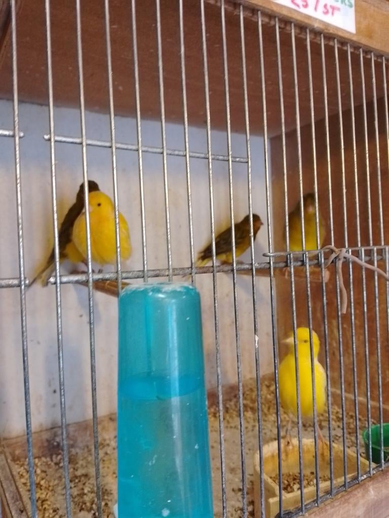 TRÈS BEAUX CANARIS DE COULEUR SIFFLANTE, avec ou sans cage, Plusieurs animaux, Canari chanteur