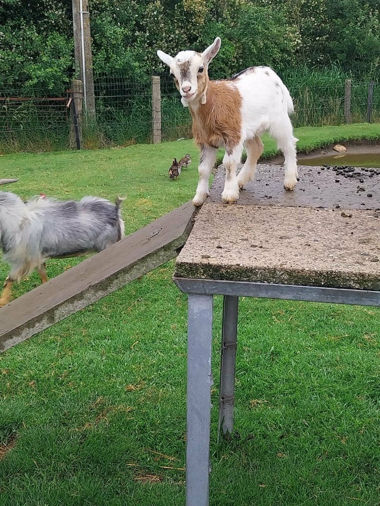 4 Dwerggeitjes, Dieren en Toebehoren, Meerdere dieren, Geit, 0 tot 2 jaar