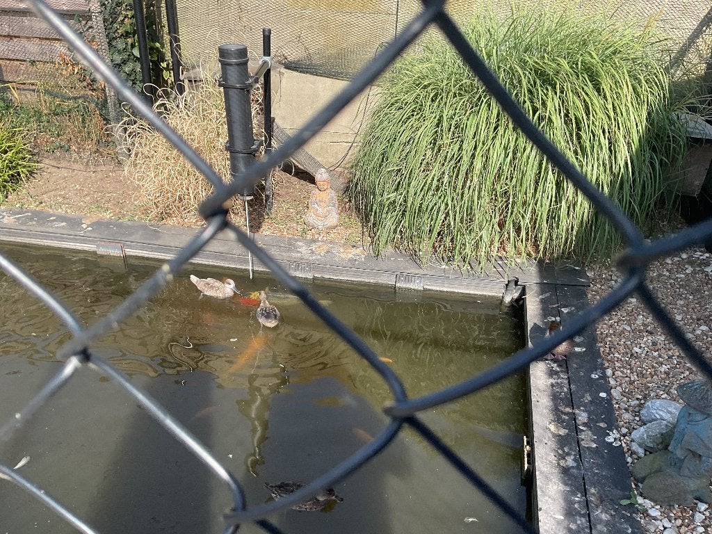 Siereenden, Plusieurs animaux, Canard