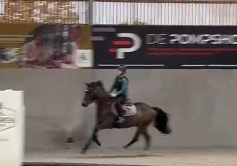 D pony te koop, merrie, 16j, 1.47m v. Berkzicht’s Jekilja, B, 11 ans ou plus, Avec pedigree, Poney de récréation