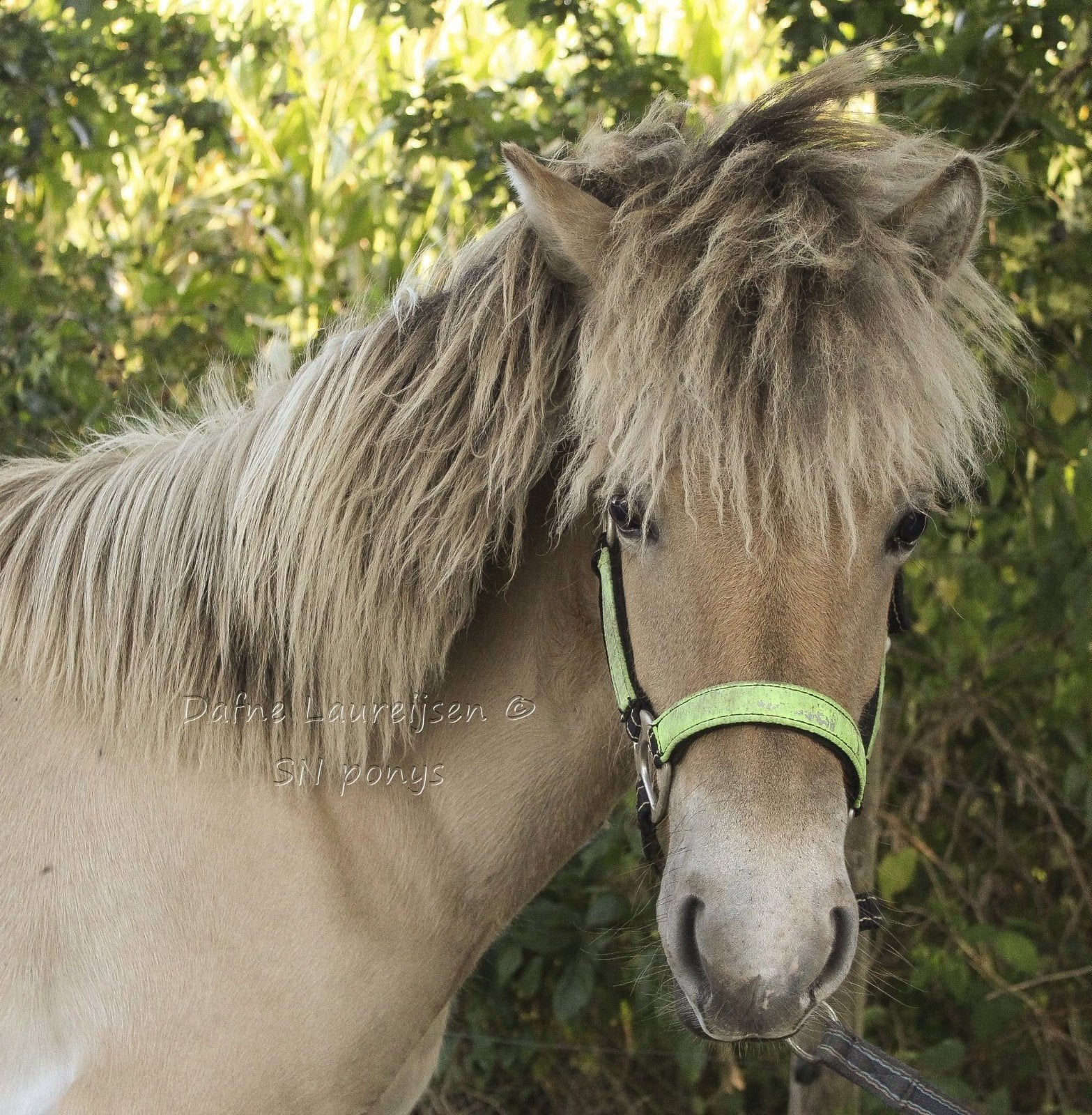 lieve jaarling Fjord  hengst, Étalon, Vermifugé, 0 à 2 ans